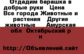 Отдадим барашка в добрые руки › Цена ­ 1 - Все города Животные и растения » Другие животные   . Амурская обл.,Октябрьский р-н